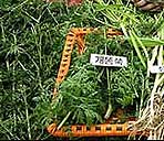 '개'에 빠진 한국 젊은이들은 한글파괴자?