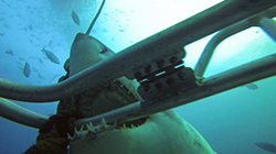 백상어 만나러 떠나는 ‘호주 바다 밑 세계’ 