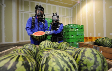 이마트, 장마철에도  맛있는 수박 싸게 판다