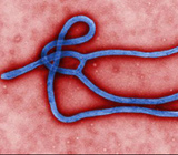 '에볼라 재앙' 죽음의 공포에 전세계 마비됐다 