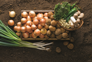 이마트, 3일부터 감자‧양파‧상추 등 주요 채소 최대 40% 할인