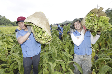 KT&G, 잎담배 수확 봉사 진행…'11년째 꾸준한 상생 실천'