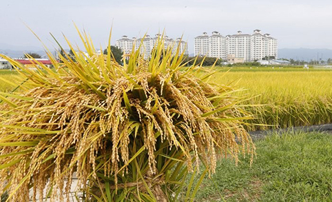 정부, 쌀값 하락세 잡는다…올 수확기 쌀 72만톤 매입 결정