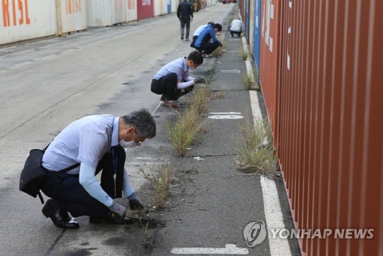 외래 붉은불개미, 부산항 조사 완료 "추가 발견 없어"