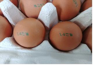 시중 유통 계란서 살충성분 대사물질 검출…8개 농가 부적합 판정