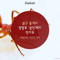 [카드뉴스] 붉은불개미, 정말 ‘살인개미’인가요?