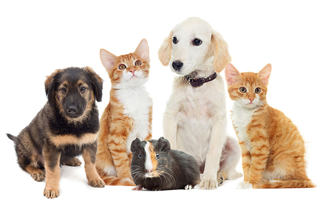 보험개발원, 반려동물보험 시장활성화 본격 지원
