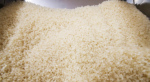 달라지는 쌀산업…“5년 내 고시히카리 사라질 수도”