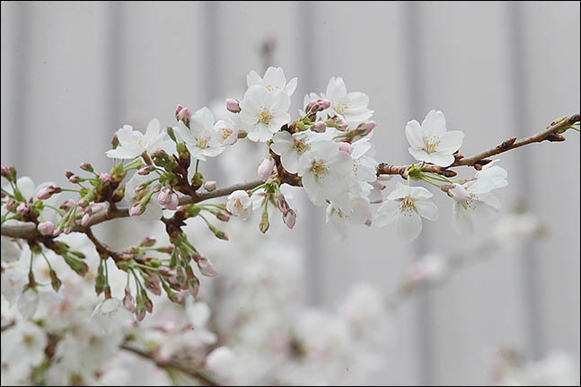[내일날씨] 벚꽃 개화, 맑고 화창한 날씨…'서울의 봄'