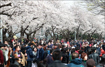 [주말날씨] 벚꽃 나들이는 토요일에…일요일 전국 비소식