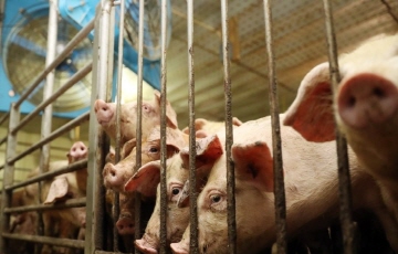 중국인 여행객, '아프리카 돼지열병' 소시지 반입