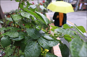[오늘날씨] 전국 낮부터 비...천둥·번개 동반