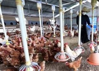 책임 강화된 축산계열화사업…등록제 도입, 닭·오리고기 가격공시제 의무화