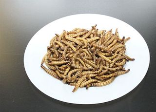 식용곤충 ‘아메리카왕거저리 유충’…새로운 식품원료로 인정