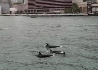 홍콩 앞바다에 범고래붙이 100여 마리 '깜짝 출현'