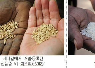 농진청 “아프리카 식량문제 해결 돌파구 열었다”