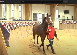 馬 경매도 이제 온라인으로…유튜브 생중계