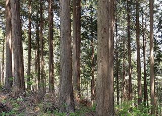 산림청, 굴참나무·편백숲 등 국유림 명품숲 5곳 선정