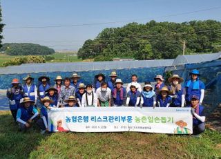 농협은행 리스크관리부문, 자매결연마을 일손돕기 실시