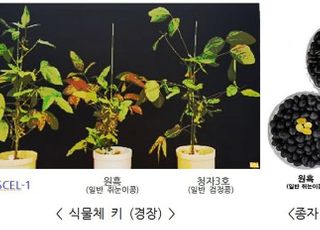항산화 3종 기능 탑재한 ‘약콩’ 개발…특허·기술이전 완료