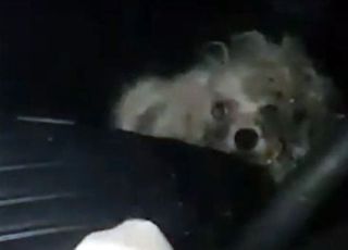 '동물 학대 논란' 승용차 속 방치된 강아지…1년 만에 구조