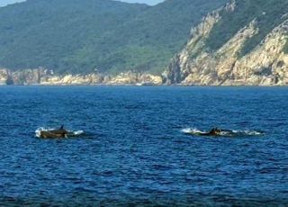 국제적 보호종 흑범고래, 다도해해상 거문도에서 최초 포착