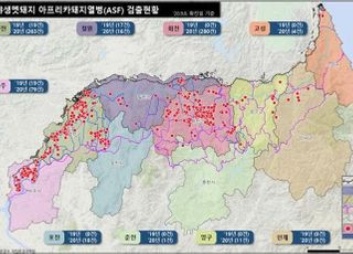 아프리카돼지열병 진행 중인데…정부 돼지 재입식 추진, 왜?