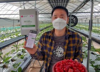 LGU+, ‘보급형 스마트팜’ 속초 딸기 농가 ‘무상 제공’