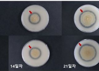 바이오플라스틱 분해를 촉진하는 곰팡이 균주 발견