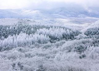 산림청, 세계에 소개할 대한민국 대표숲 발굴