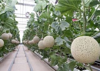 농진청, 수출시장 넓힐 ‘멜론 수경재배기술’ 본격 보급