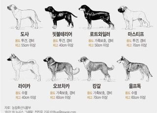 첫 맹견 책임보험 출시…개물림 사망에 8000만원 보상