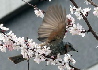 [내일날씨] 포근한 날씨 지속…제주도·남부엔 '빗방울'