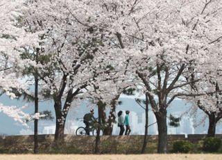 &lt;포토&gt; 벚꽃과 함께 성큼 다가온 봄