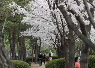 &lt;포토&gt; '벚꽃길 사이로'