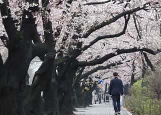 &lt;포토&gt; 활짝핀 여의도 벚꽃, 여의도 벚꽃길 전면통제는 4월 1일부터 시작