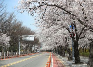 &lt;포토&gt; 텅 빈 윤중로 벚꽃길