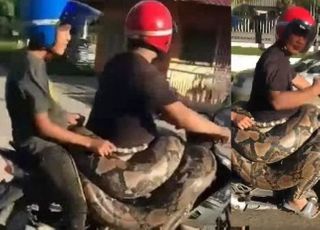 ‘200kg 비단뱀’ 허리에 감고 질주한 강심장 오토바이맨