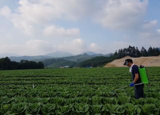 농진청 “글루탐산 뿌린 배추 더위・가뭄 버텼다”