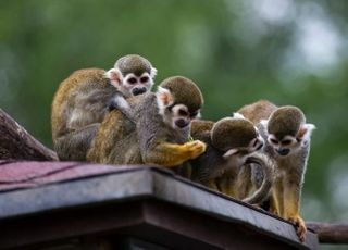 이번엔 치명률 70% '원숭이 B바이러스'…中 인체감염 수의사 사망