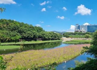 삼성디스플레이, 수자원 보호 위해 친환경 '생태 식물섬' 조성