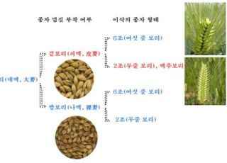 농진청, 우리 보리 11품종 내달부터 보급