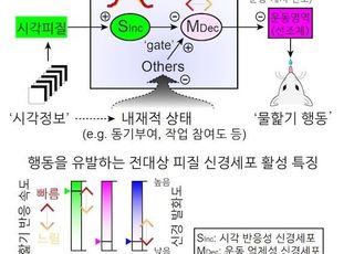 KAIST, ADHD 등 뇌질환 원인 찾았다