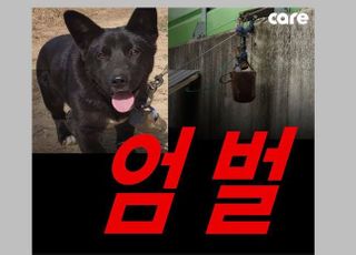 3개월된 강아지 목에 2kg 쇠망치 매단 주인…"운동시키려고"