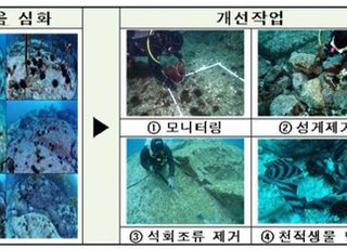 청청해역 독도, 갯녹음 원인생물 제거 실시