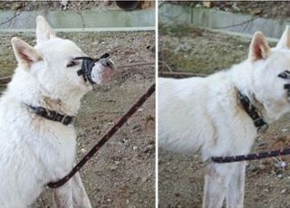 고무줄로 입 묶였던 백구 근황…"주둥이 옆으로 사료 새어 나와 아예 못 먹어"