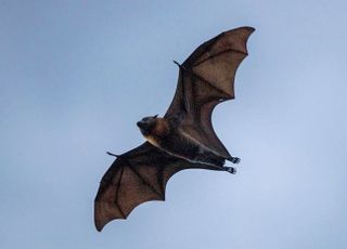 라오스 박쥐서 발견된 바이러스, 코로나19와 96.8% 일치했다