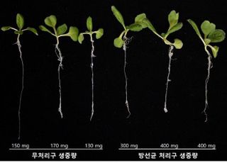 국립생물자원관, 유해 곰팡이 사멸 자생 방선균 발견