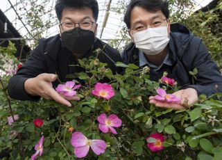 삼성물산, 에버랜드 장미 국제대회 ‘은상’