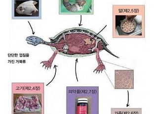 국립생물자원관 ‘거북류 가공품’ 수출입 안내서 배포